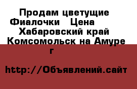 Продам цветущие  Фиалочки › Цена ­ 150 - Хабаровский край, Комсомольск-на-Амуре г.  »    